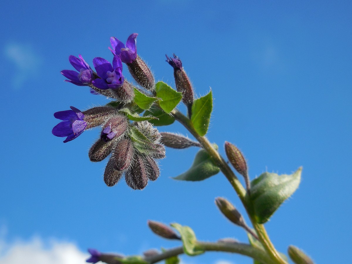 Anchusa undulata